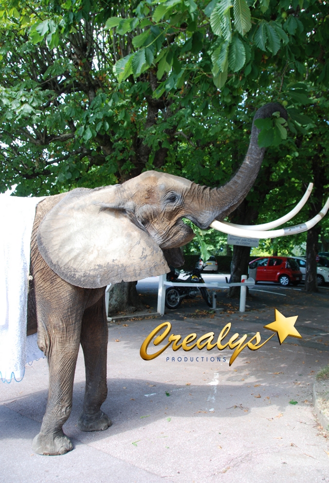 elephant pour mariages avec crealys