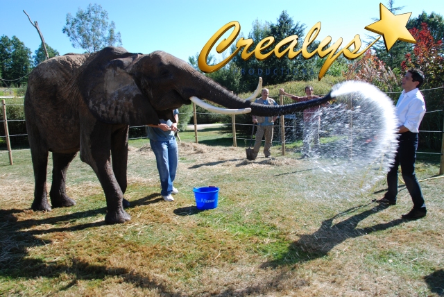 Location d'éléphant et d'animaux avec Crealys pour tournages