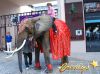 location d'éléphant pour une parade