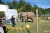 tournage d'un film avec un éléphant