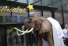 prestation d'éléphant au hilton