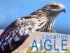 aigle rapace à louer