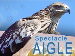 aigle rapace à louer